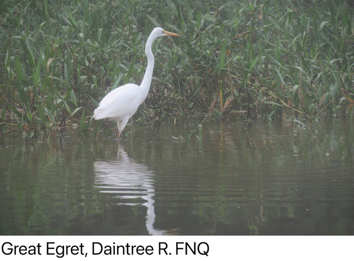 Great Egret - ML629315638