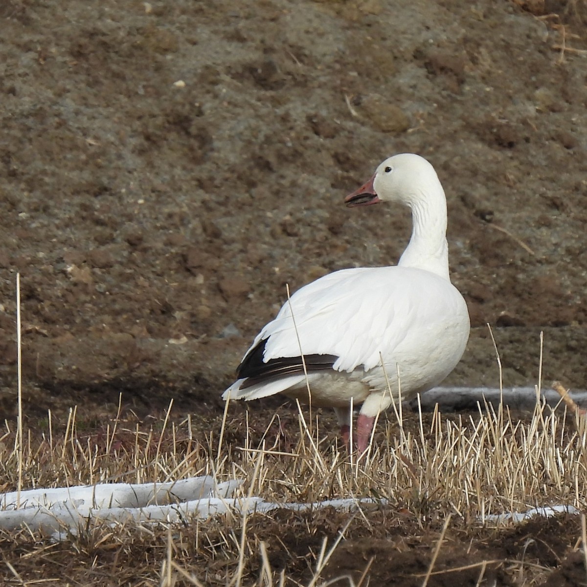 Цасны галуу - ML629315753