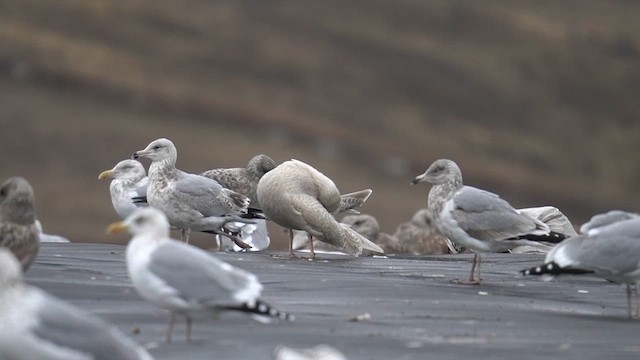 Glaucous Gull - ML629315918