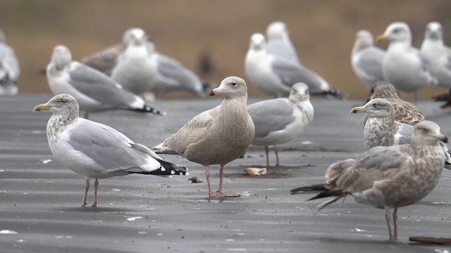 Glaucous Gull - ML629315922