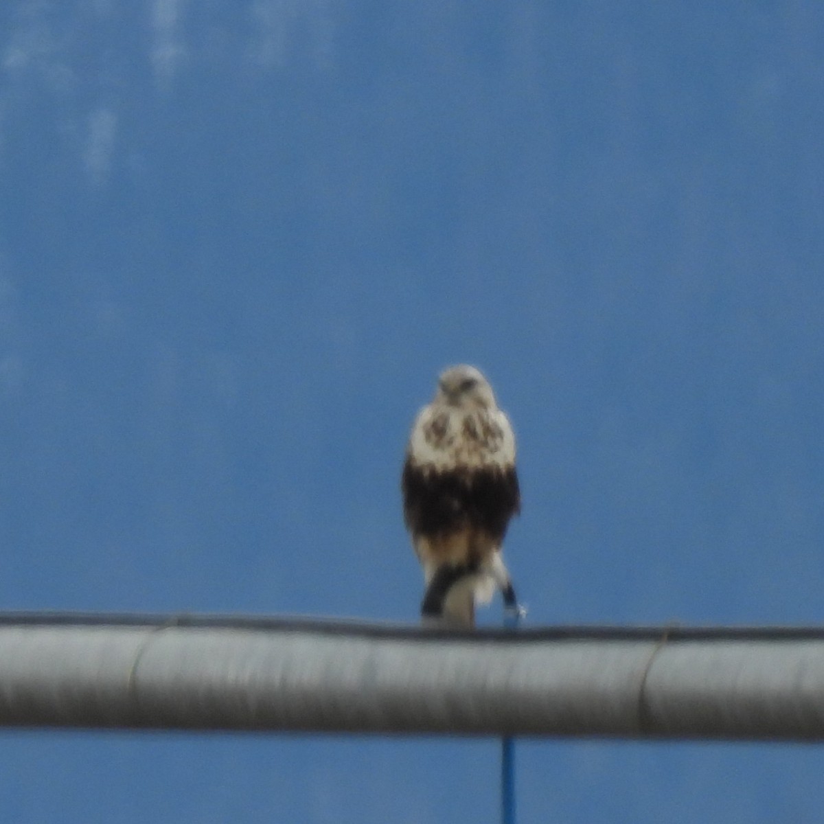 Тарлан сар - ML629315929