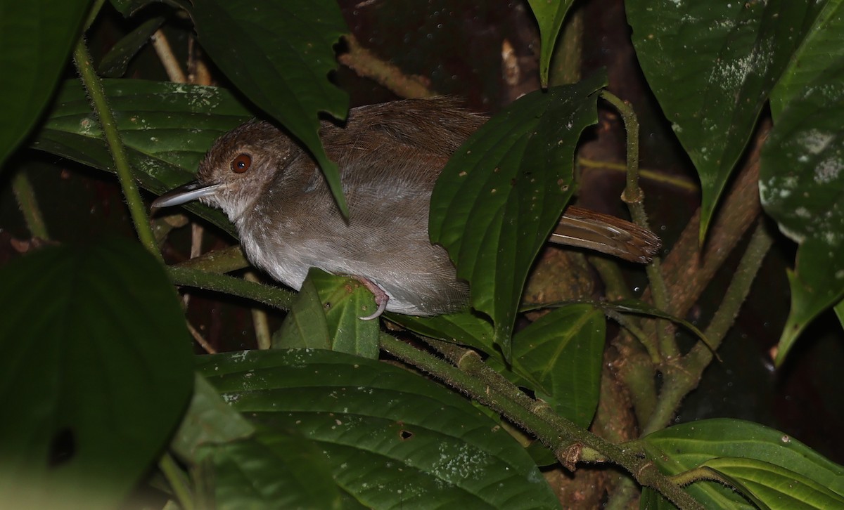 Sulawesi Babbler - ML629316582