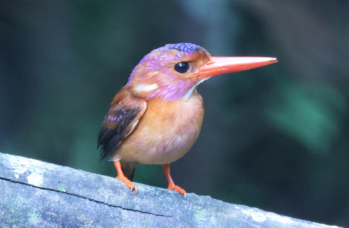 Sulawesi Dwarf-Kingfisher - ML629316652