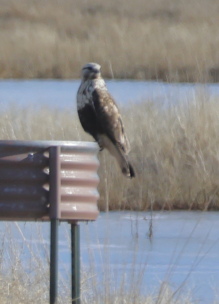 Rough-legged Hawk - ML629316659