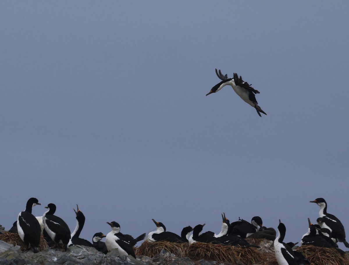 Macquarie Shag - ML629316876