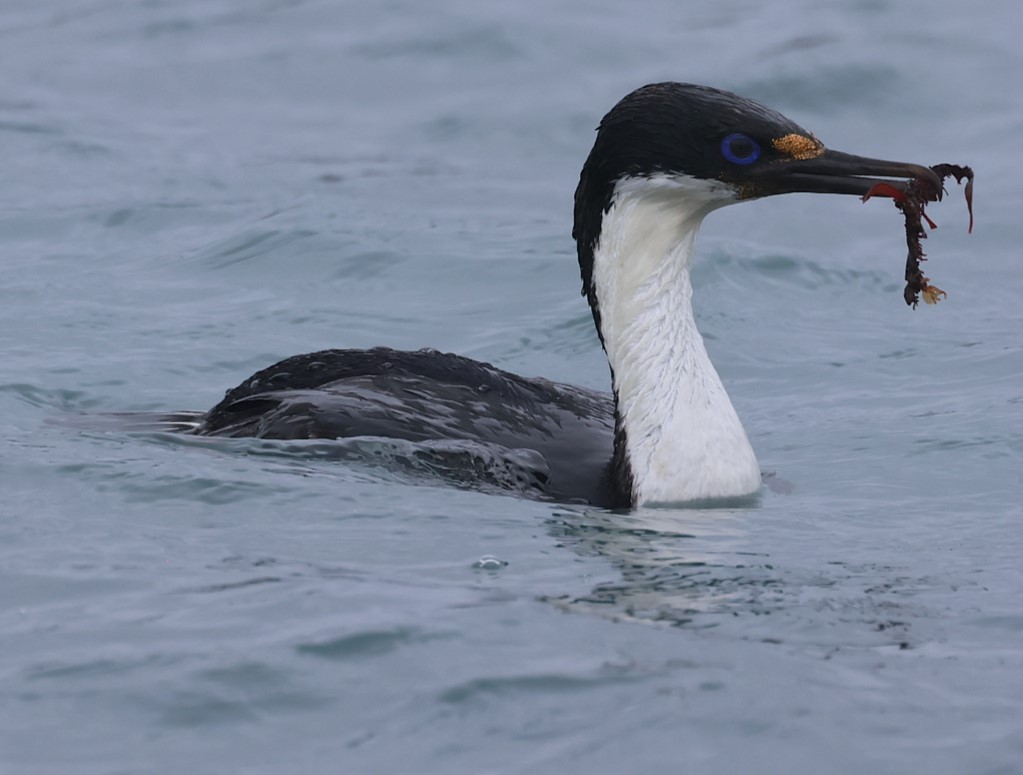 Macquarie Shag - ML629316878