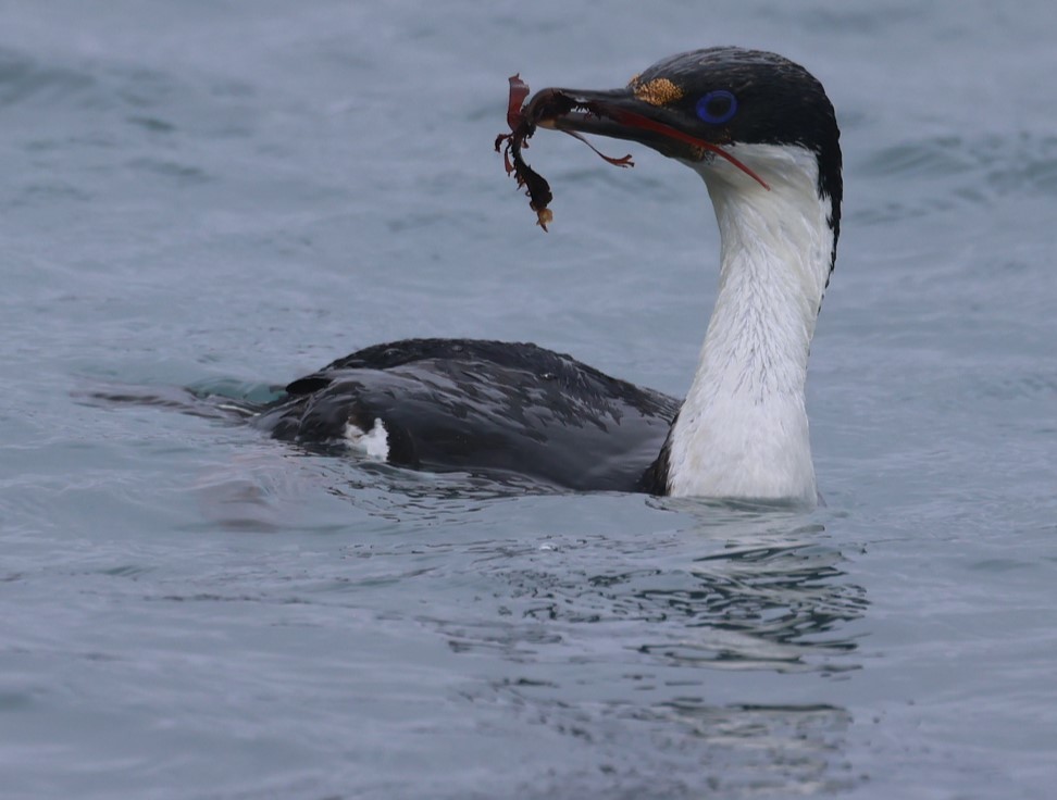 Macquarie Shag - ML629316879