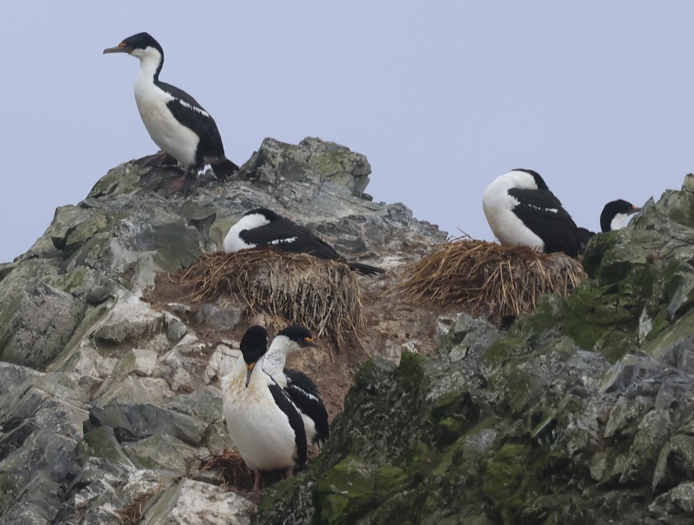 Macquarie Shag - ML629316880
