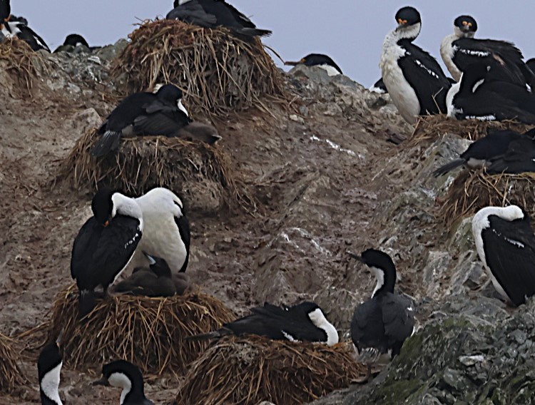 Macquarie Shag - ML629316881