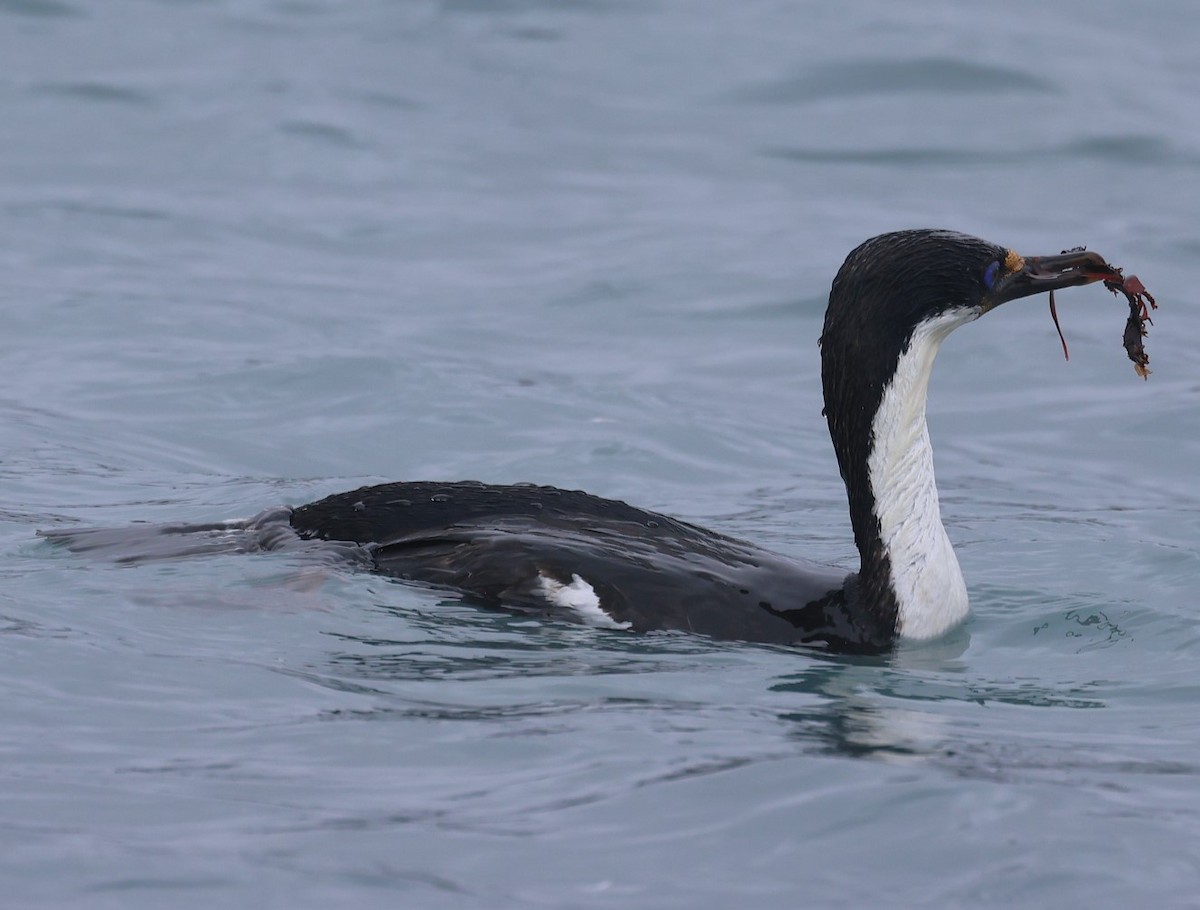Macquarie Shag - ML629316882