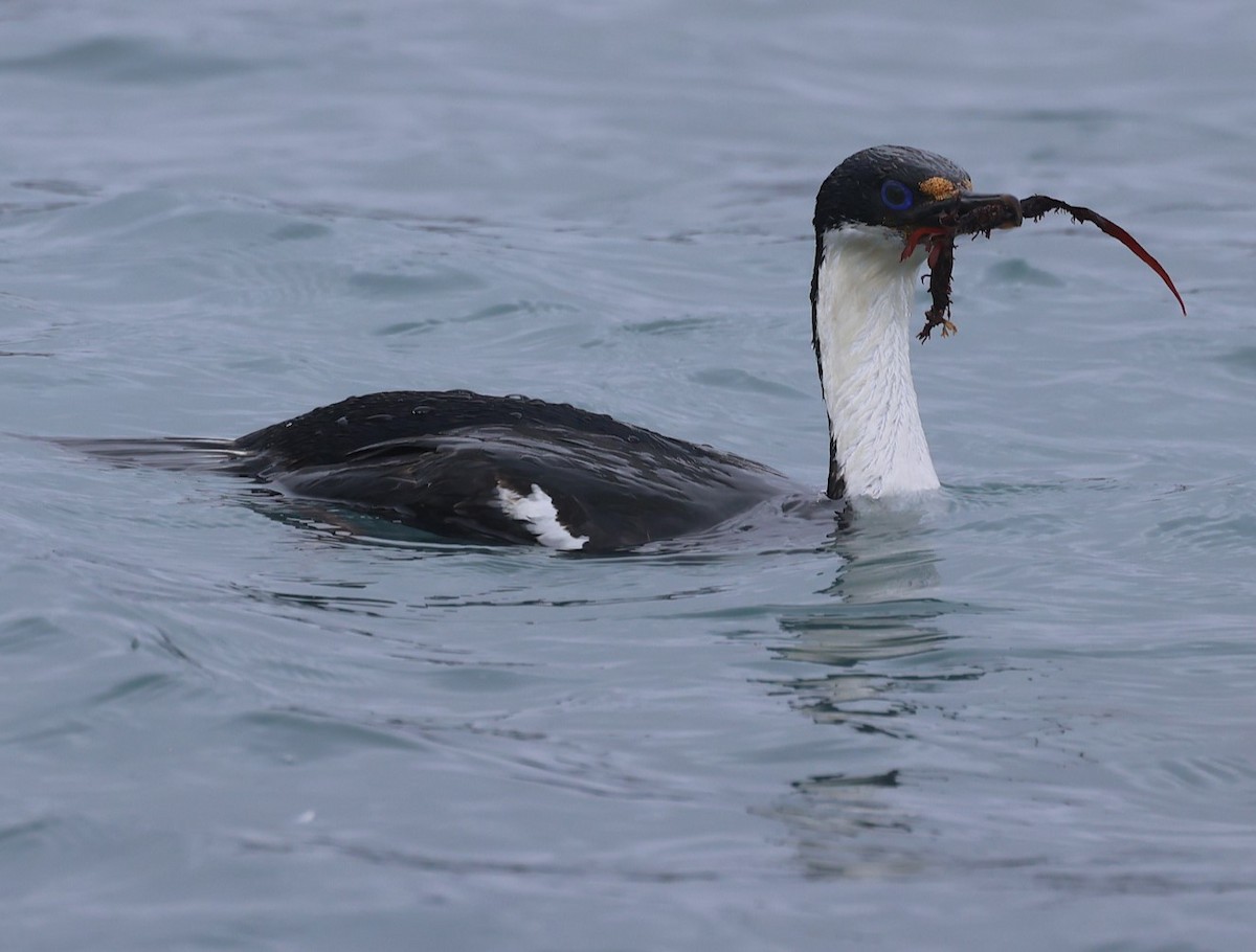 Macquarie Shag - ML629316883