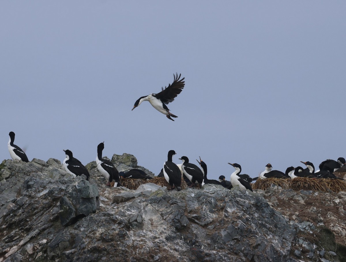 Macquarie Shag - ML629316885
