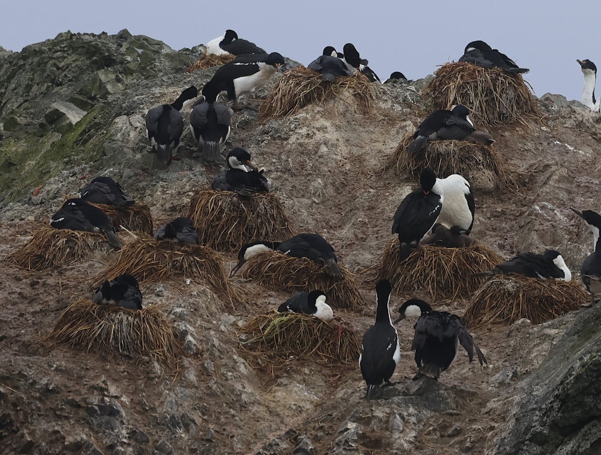 Macquarie Shag - ML629316886