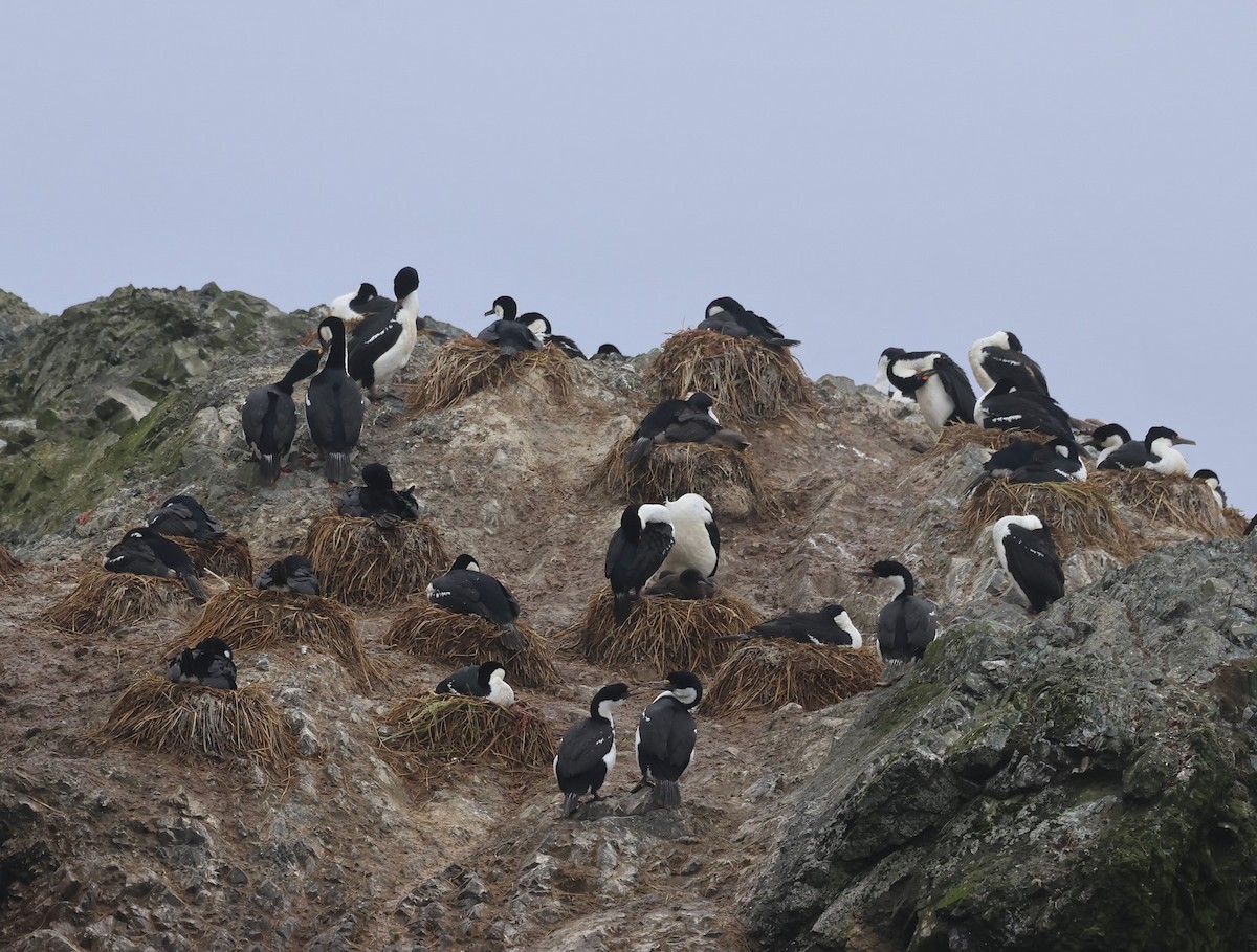Macquarie Shag - ML629316887