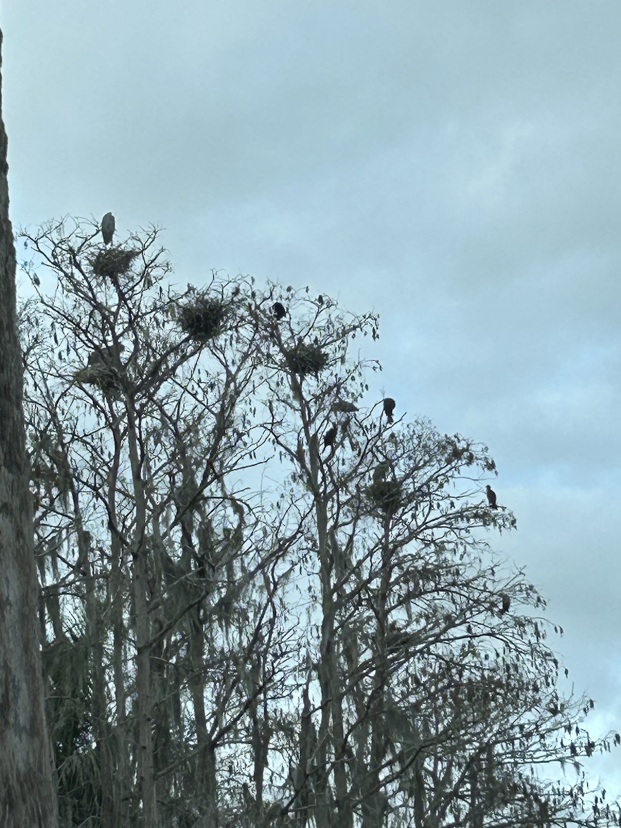 Great Blue Heron - ML629317101