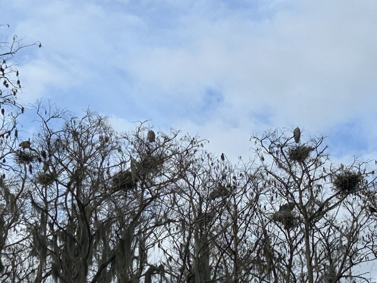 Great Blue Heron - ML629317102