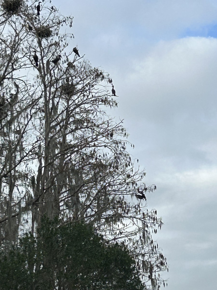 Double-crested Cormorant - ML629317147