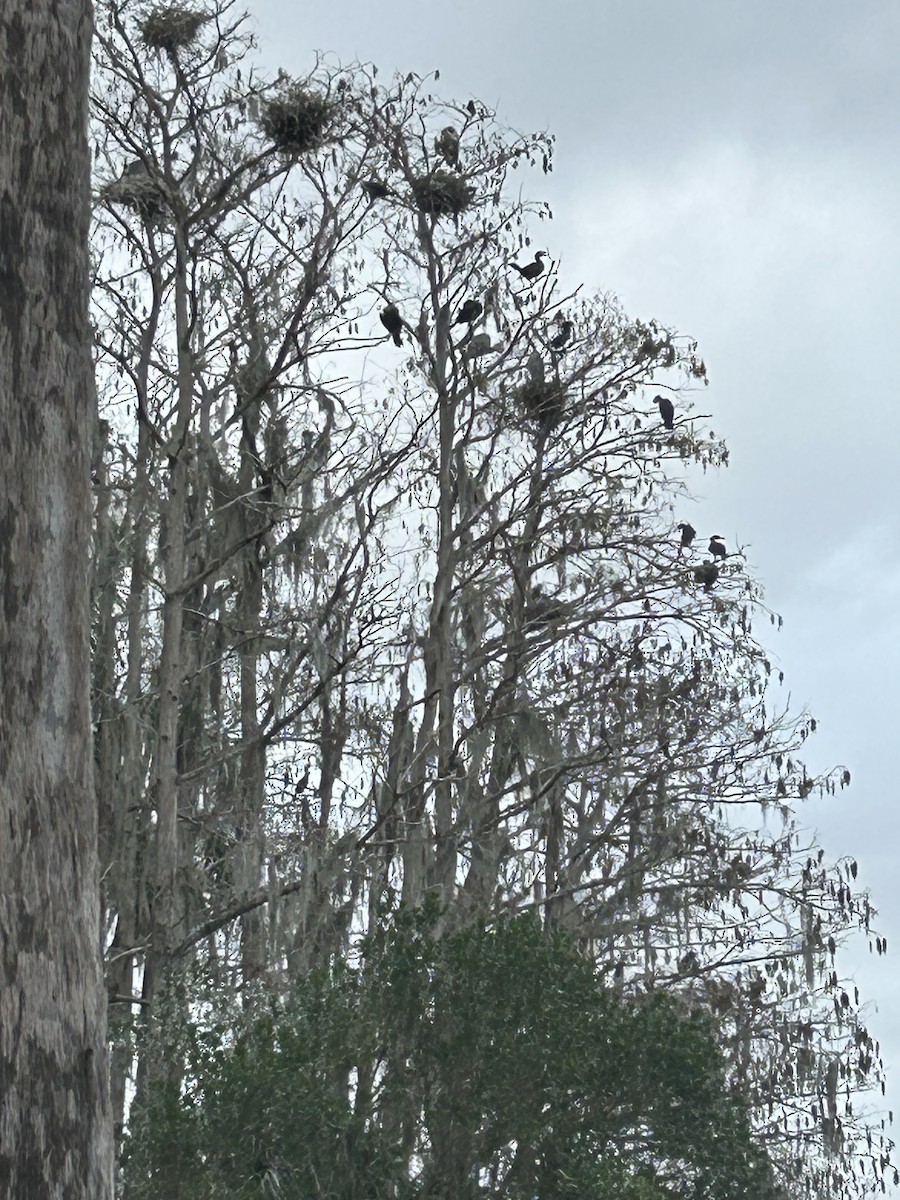 Double-crested Cormorant - ML629317149