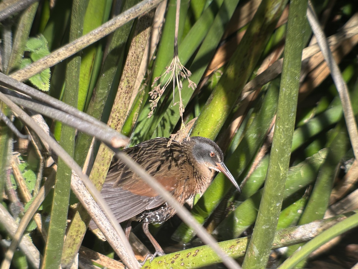 Virginia Rail - ML629317519