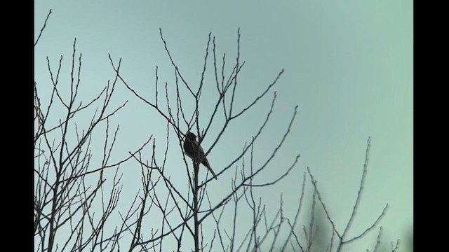 Black Phoebe - ML629318436