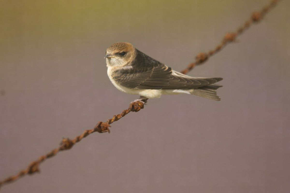 Fairy Martin - ML629318486