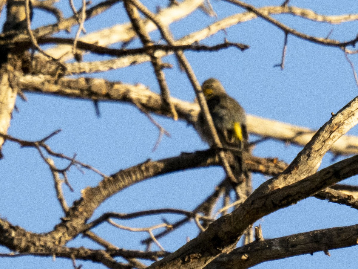 Yellow-rumped Warbler (Audubon's) - ML629318787