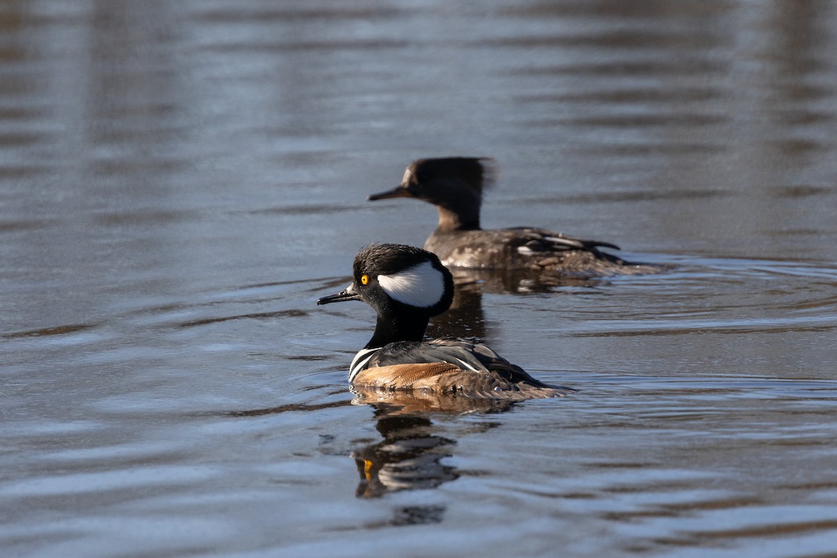 Hooded Merganser - ML629319077