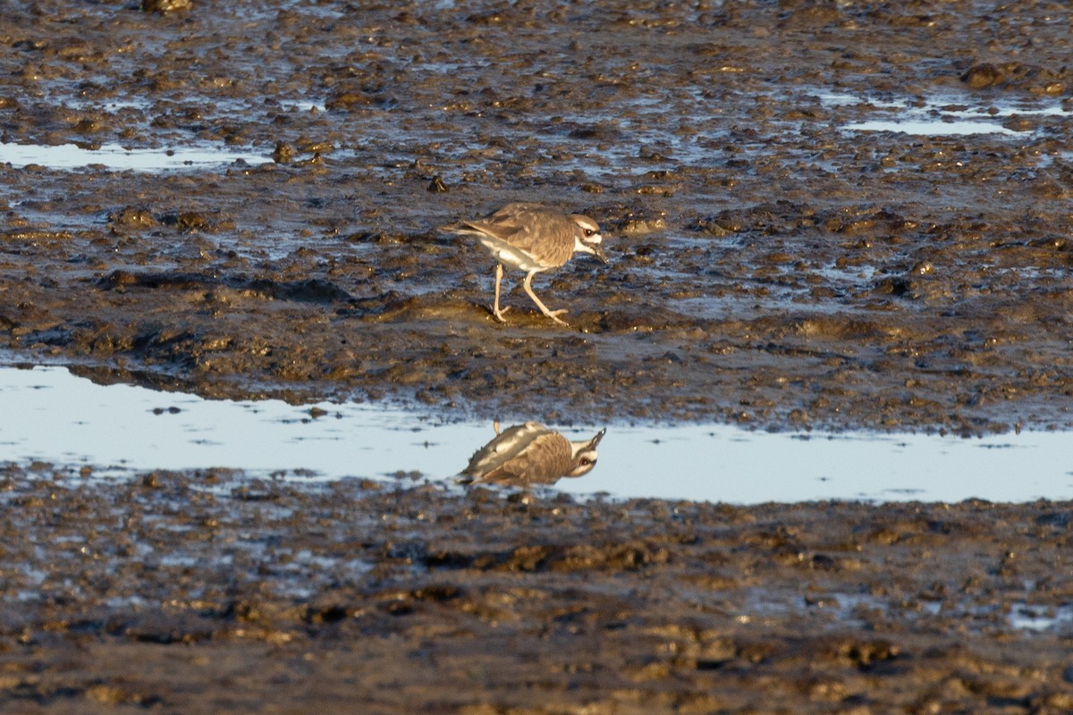 Killdeer - ML629319083