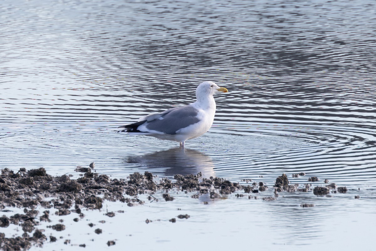 Western Gull - ML629319099
