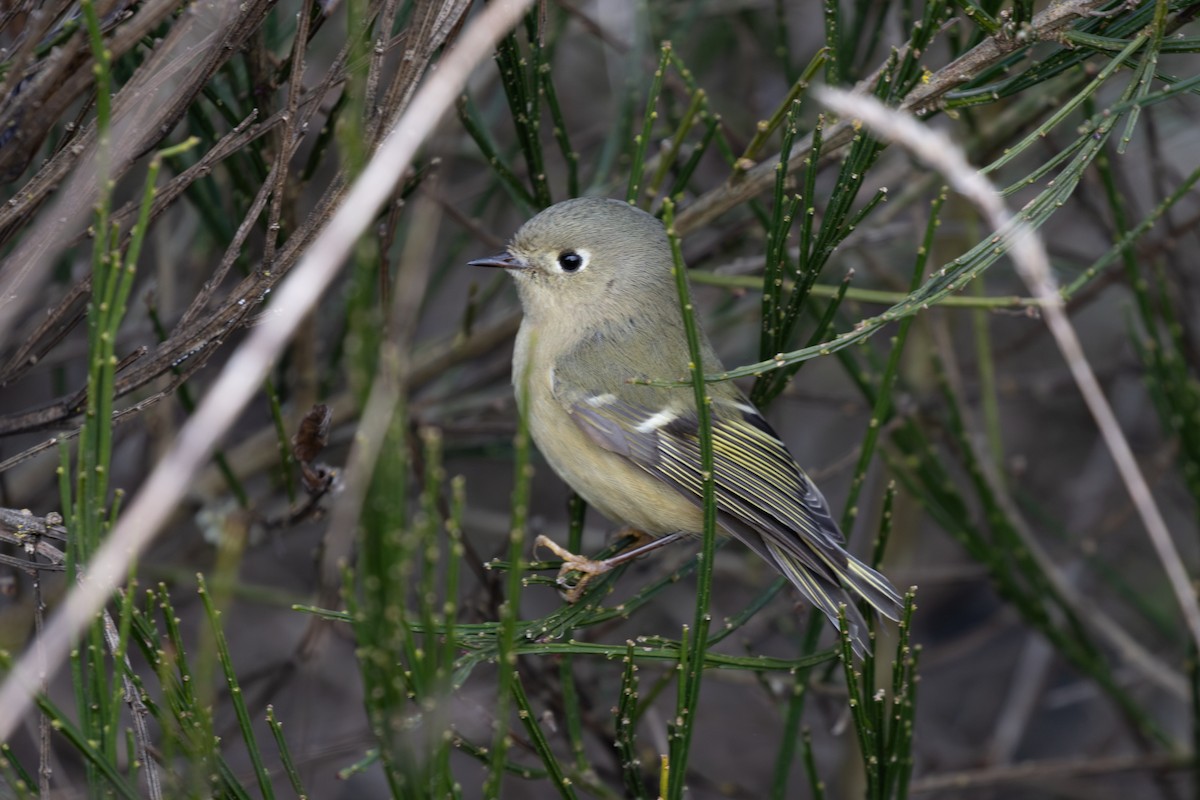 Ruby-crowned Kinglet - ML629319118