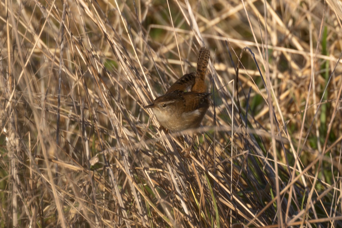Marsh Wren - ML629319135
