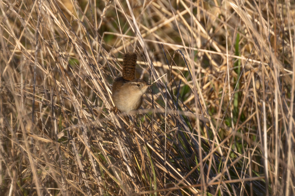 Marsh Wren - ML629319136