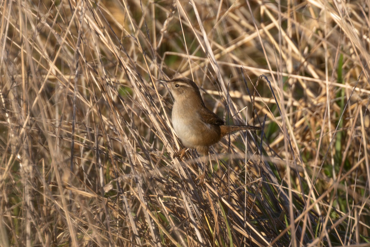 Marsh Wren - ML629319137