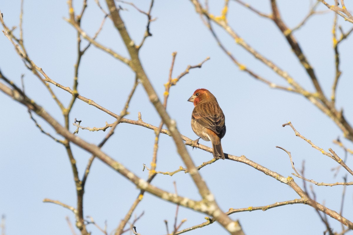 Purple Finch - ML629319141