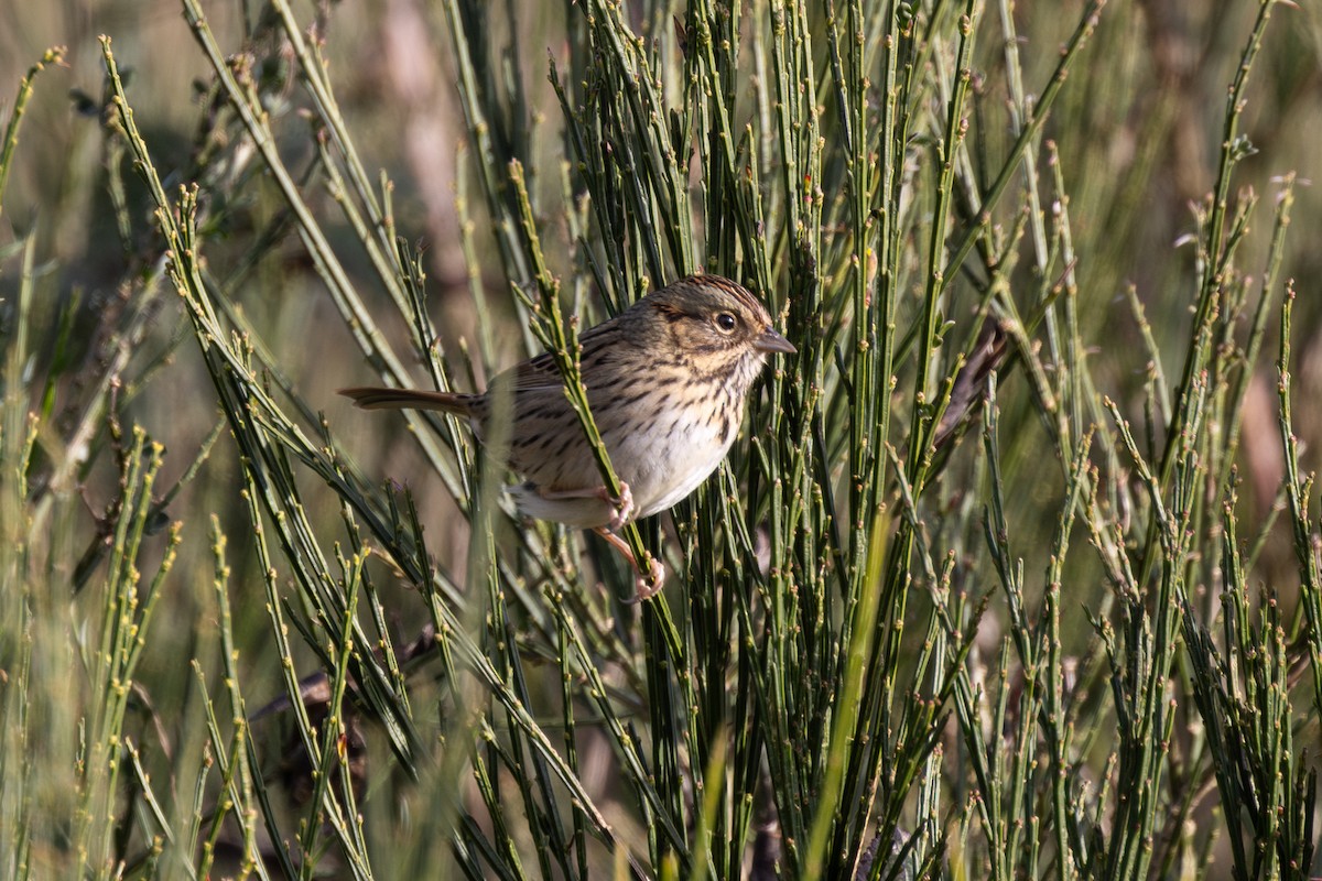 Lincoln's Sparrow - ML629319162