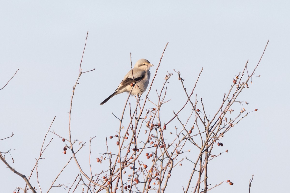 Northern Shrike - ML629319227
