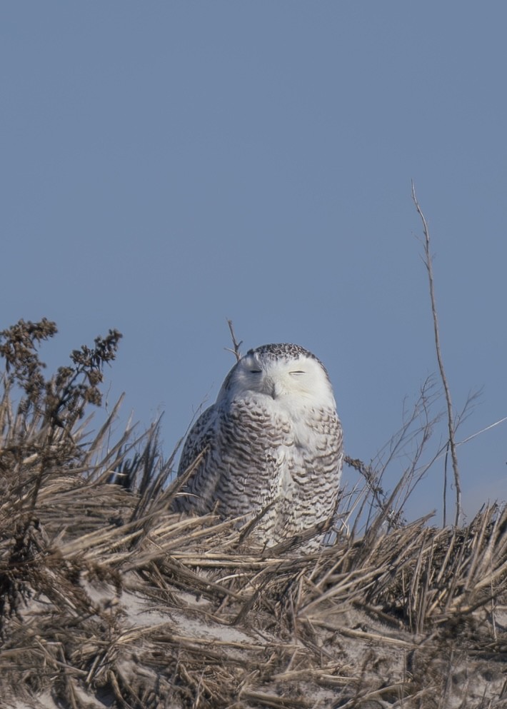 Snowy Owl - ML629319815