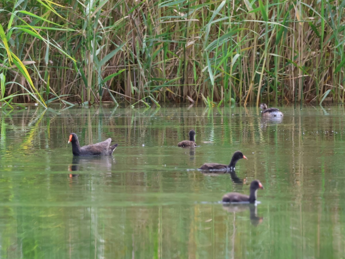 Dusky Moorhen - ML629319955