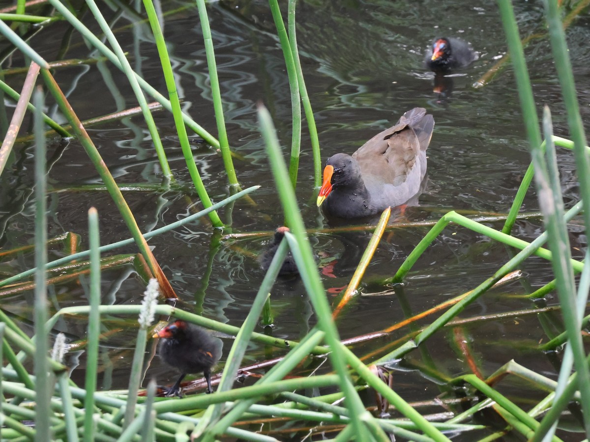 Dusky Moorhen - ML629319956