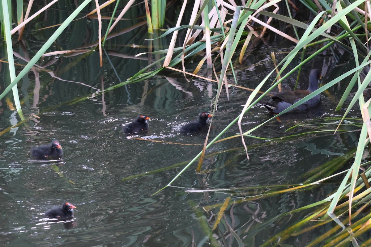 Dusky Moorhen - ML629319958