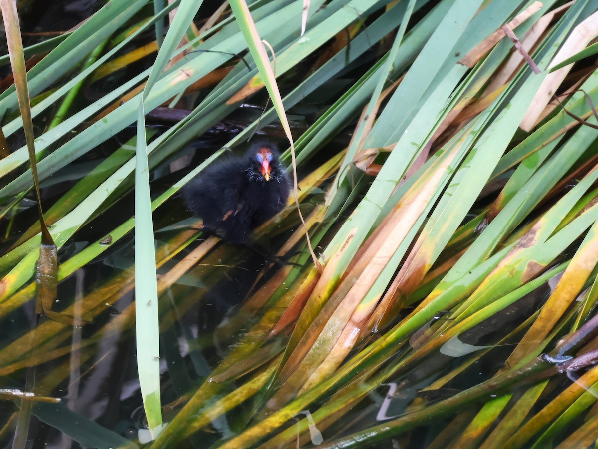 Dusky Moorhen - ML629319959