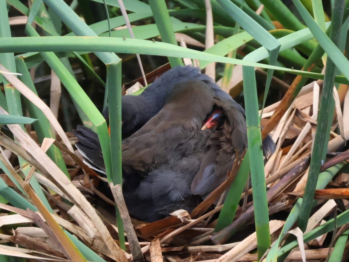 Dusky Moorhen - ML629319960
