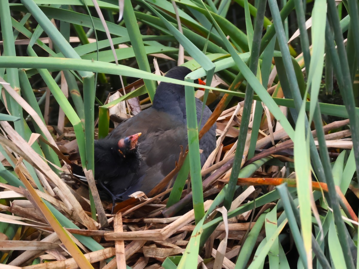 Dusky Moorhen - ML629319961