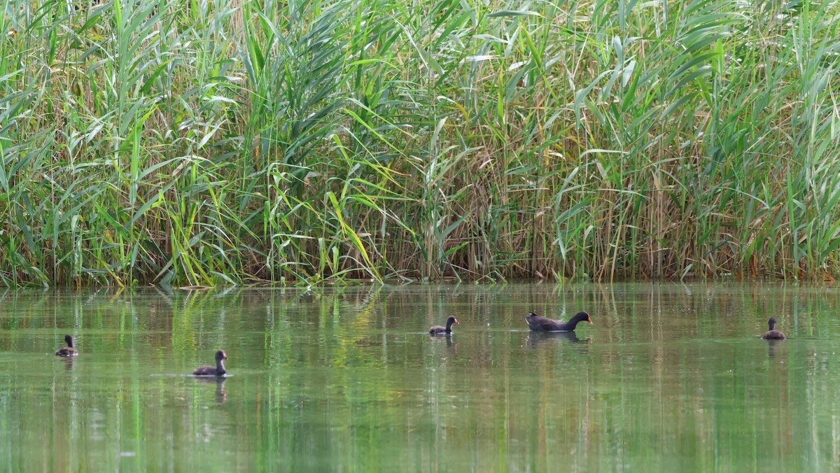 Dusky Moorhen - ML629319966