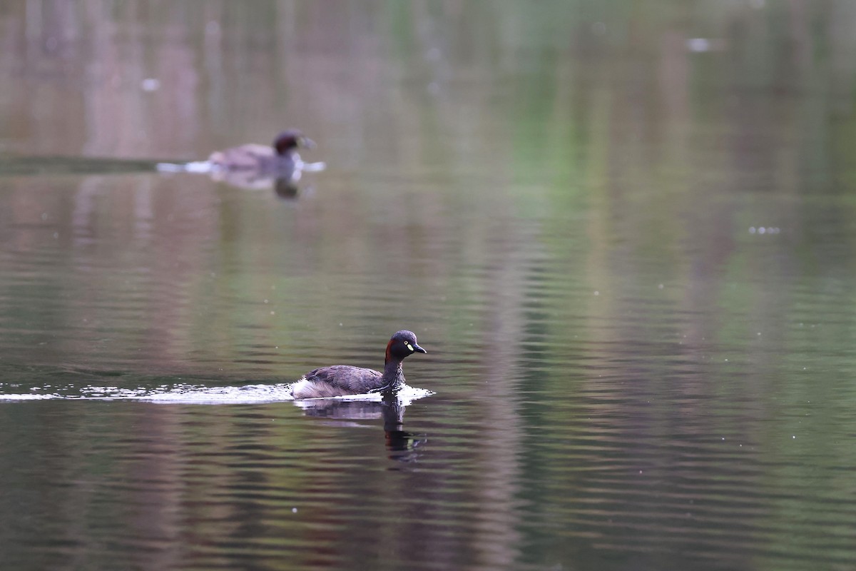 Australasian Grebe - ML629319978