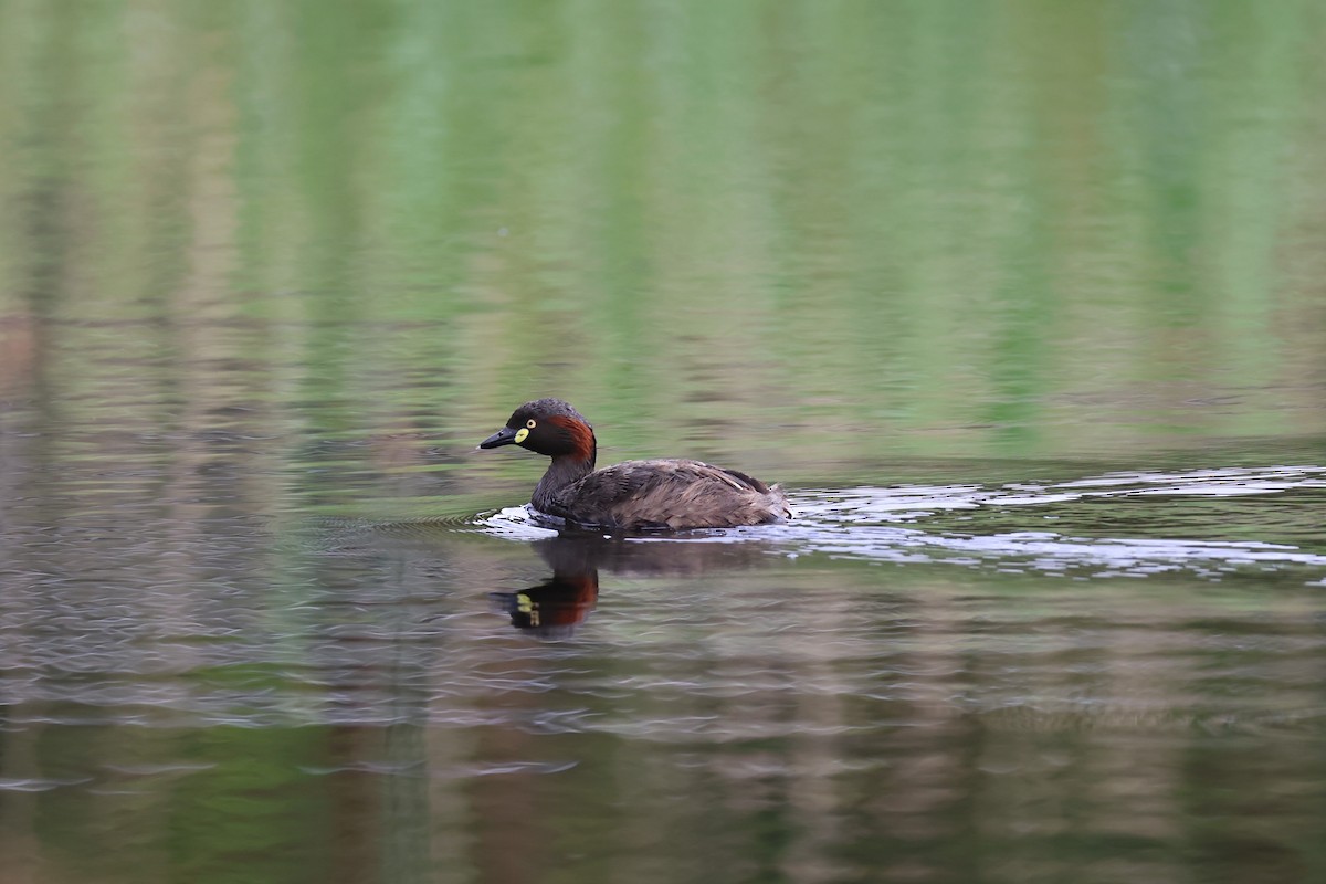 Australasian Grebe - ML629319979