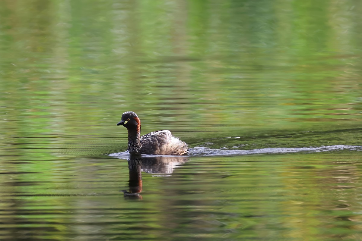 Australasian Grebe - ML629319980