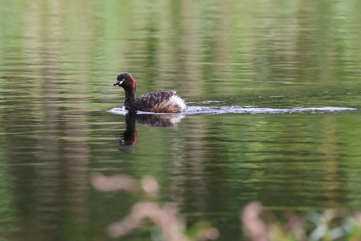 Australasian Grebe - ML629319981