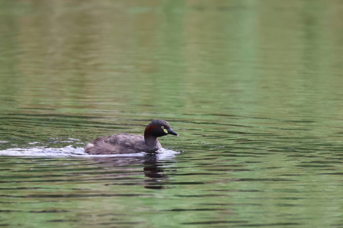 Australasian Grebe - ML629319983