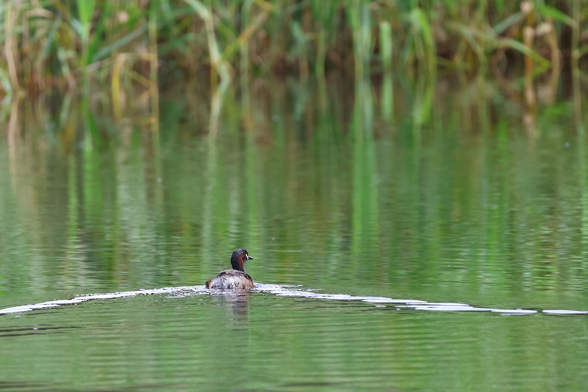 Australasian Grebe - ML629319984